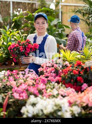 Gärtnerin, die Azaleen für den Markt arrangiert und Gewächshausuniform trägt Stockfoto