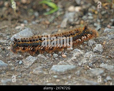 Große haarige raupe (Larve) der Trinkermotte (Euthrix potatoria) mit markantem Muster und Büscheln an beiden Enden, die die Schotterfarm überqueren Stockfoto