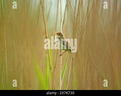 RSPB Leighton Moss, Lancashire, England, Großbritannien Stockfoto