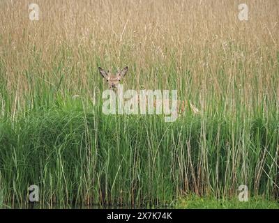 Nervöser junger Rothirsch (Cervus elaphus) mit kleinen Geweihen versteckt in dichtem Schilf im Leighton Moss RSPB Reserve, Lancashire, England, Großbritannien Stockfoto