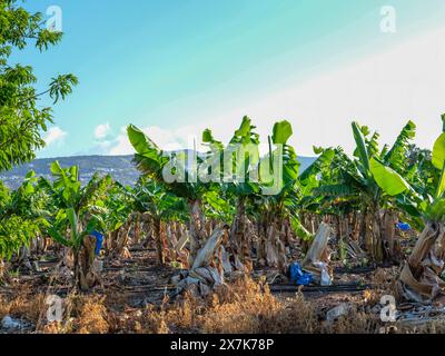 Mai 2024: Bananenplantage bei Pegeia, Pafos, Zypern. Stockfoto