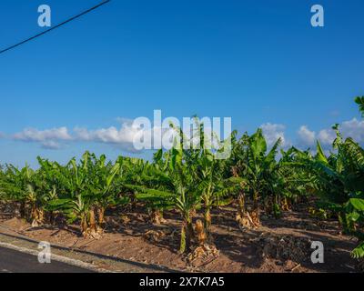 Mai 2024: Bananenplantage bei Pegeia, Pafos, Zypern. Stockfoto