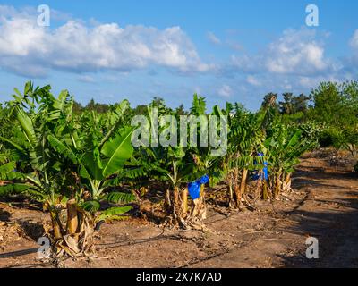 Mai 2024: Blaue Plastiktüten zum Schutz der Ernte in einer Bananenplantage in der Nähe von Pegeia, Pafos, Zypern. Stockfoto