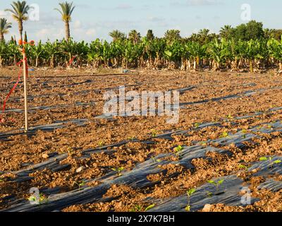 Mai 2024: Neu gepflanzte Felder vor einer Bananenplantage in der Nähe von pegeia, Pafos, Zypern. Stockfoto