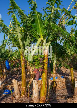 Mai 2024: Bananenplantage bei Pegeia, Pafos, Zypern. Stockfoto