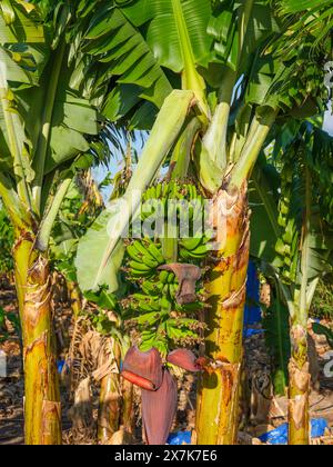 Mai 2024: Bananenplantage bei Pegeia, Pafos, Zypern. Stockfoto