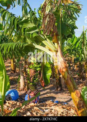 Mai 2024: Blaue Plastiktüten zum Schutz der Ernte in einer Bananenplantage in der Nähe von Pegeia, Pafos, Zypern. Stockfoto