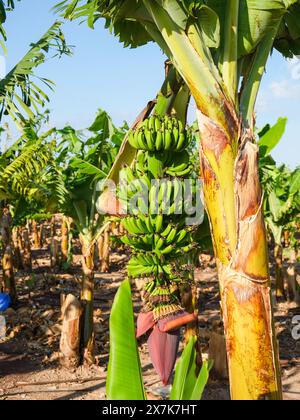 Mai 2024: Bananenplantage bei Pegeia, Pafos, Zypern. Stockfoto