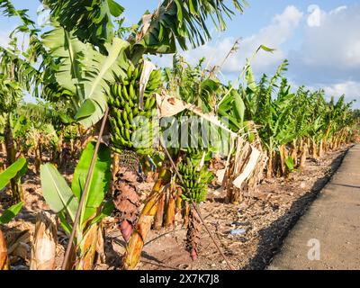 Mai 2024: Bananenplantage bei Pegeia, Pafos, Zypern. Stockfoto