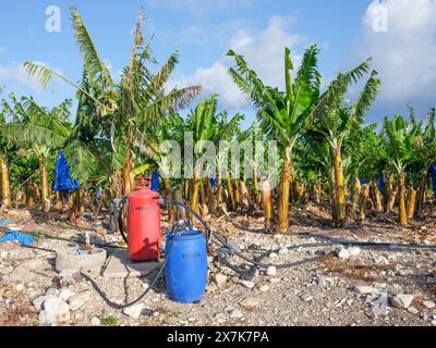 Mai 2024: Bewässerung einer Bananenplantage bei Pegeia, Pafos, Zypern. Stockfoto