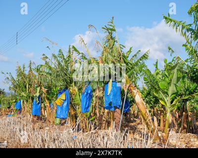 Mai 2024: Zusätzliche Unterstützung in einer Bananenplantage in der Nähe von Pegeia, Pafos, Zypern. Stockfoto