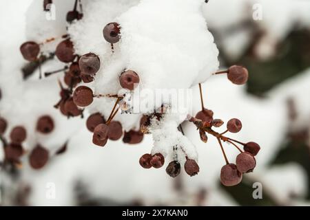 Eine Nahaufnahme eines Zweiges, der im Winter mit Schnee und gefrorenen braunen Beeren bedeckt ist, in Boise, ID, USA. Stockfoto