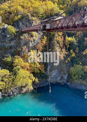 Bungy Jumping von Kawarau Gorge Suspension Bridge im Herbst, Gibbston Highway, Queenstown, Central Otago, Otago, Neuseeland Stockfoto