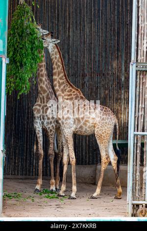 Ein Paar Giraffen fressen im Zoo Stockfoto