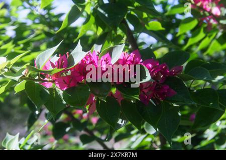 Bougainvillea-Blüten blühen im Sommer in Indonesien wunderschön Stockfoto