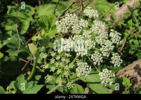 Pastinaken in Wayside Woods in Morton Grove, Illinois, mit anderen, die kurz vor der Blüte stehen Stockfoto