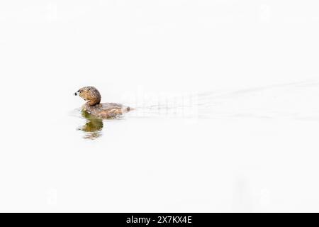 rattenschnabel - Podilymbus Podiceps Rattenschnabel Wasservögel schwimmen Wasservögel im Teichsee Stockfoto
