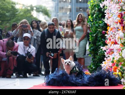 New York, Usa. Mai 2024. Ein Hund in der Form Zendaya kommt auf dem roten Teppich bei Anthony Rubio's PET Gala im AKC Museum of the Dog am Montag, den 20. Mai 2024 in New York City an. Die PET Gala von Anthony Rubio Designs ist eine Nachbildung von Outfits aus der Met Gala für Haustiere. Foto: John Angelillo/UPI Credit: UPI/Alamy Live News Stockfoto