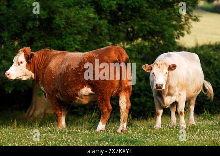 Zwei Kühe auf einer Wiese, eine braune und eine weiße, Netherseal, South Derbyshire, England, Großbritannien Stockfoto