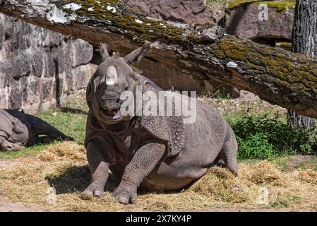 Indisches Nashorn (Rhinoceros unicornis) mit Jungen, Zoo Nürnberg, Mittelfranken, Bayern, Deutschland Stockfoto