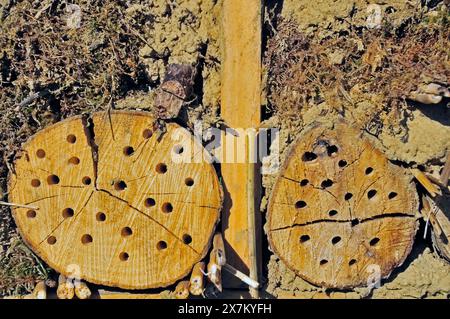 Nisthilfe für Wildbienen und andere Insekten mit Holzstämmen, Nisthilfe für Wildbienen, Insektennisthilfe, Insektenhotel Stockfoto