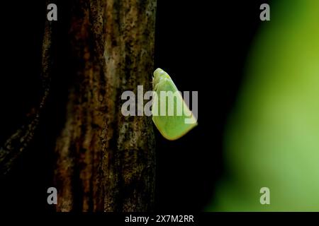 Detaillierte Ansicht einer grünen Motte, Wachs cicada (Geisha distintissima), die an einem Baumzweig befestigt ist. Wulai, New Taipei City, Taiwan. Stockfoto