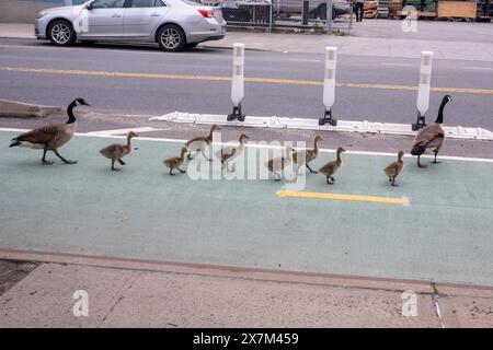 Eine kanadische Gänsefamilie überquerte am 17. Mai 2024 im Queens Borough von New York City die Straße in Long Island City. Stockfoto