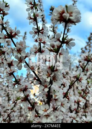 Weiße Kirschblüten am späten Nachmittag mit blauem Himmel und Wolken im Hintergrund Stockfoto