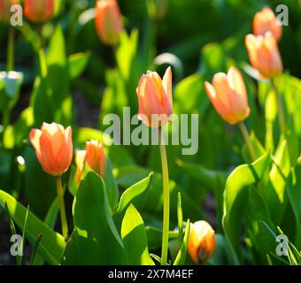 Gelbe und orangene Tulpenblüten im frühen Frühjahr Stockfoto