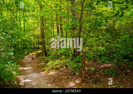 Walhalla, SC, USA - 20. Juli 2022: Der Yellow Branch Falls Trail Stockfoto