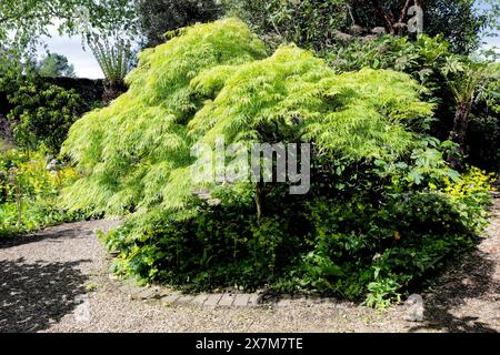 Ein wunderschönes Acer in den Old Rectory Gardens in East Ruston Stockfoto