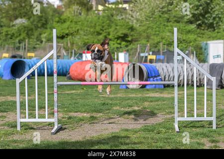 Deutscher Boxerreinrassiger Hund auf Agilitätsfeld für Hunde, Training und Wettkampf, Springen über Hindernisse, Überqueren der Gleichgewichtsrampe, Durchqueren des t Stockfoto