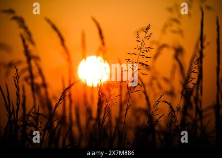 Algermissen, Deutschland. Mai 2024. Die Sonne geht hinter Gräsern im Stadtteil Hildesheim auf. Quelle: Julian Stratenschulte/dpa/Alamy Live News Stockfoto