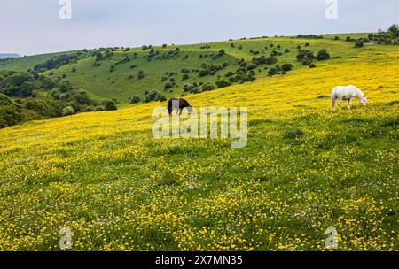 Schmetterlinge und Pferde, die im Mai auf dem südlichen Abhang nahe Newhaven im Osten von Sussex im Südosten Englands grasen Stockfoto