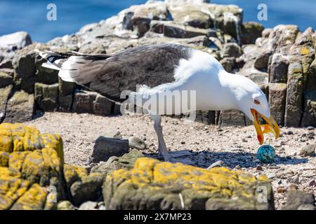 Große Schwarze Möwe, wissenschaftlicher Name, Larus marinus, stiehlt und isst ein Guillemot-Ei mit gelbem Joch im Schnabel. Northumberland Coast, Großbritannien. Hor Stockfoto