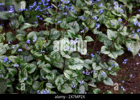 Nahaufnahme der bunten Silberblätter mit grünen Adern und blauen Blüten der krautigen Staudengartenpflanze Brunnera macrophylla Sea Heart. Stockfoto