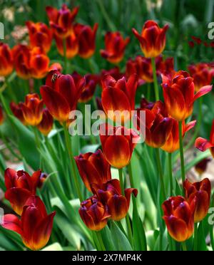 Nahaufnahme der granatroten und bernsteinfarbenen Blüten des mehrjährigen Frühlingsblühgartens Triumph Tulpe Tulipa Amber Glow. Stockfoto