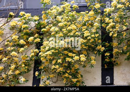 Nahaufnahme der doppelgelben Blüten und der kleinen Blätter des Frühlingsblühgartens Rose rosa banksiae lutescens. Stockfoto