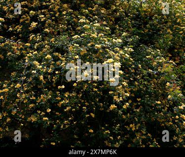 Nahaufnahme der doppelgelben Blüten und der kleinen Blätter des Frühlingsblühgartens Rose rosa banksiae lutescens. Stockfoto