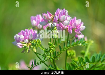 Kriechkronenwicke (Coronilla varia) rosa Blumenläufer in sekundärer Trockensteppe. Halbinsel Kertsch, Krim. Stockfoto