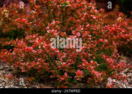 Nahaufnahme der leuchtend orange-roten Blätter des niedrig wachsenden Gartenstrauchs berberis thunbergii atropurpurea Bewunderung. Stockfoto