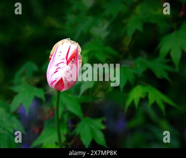 Nahaufnahme der cremeweißen Blüten mit roten Streifen der mehrjährigen Gartentulpe Tulipa Sorbet. Stockfoto