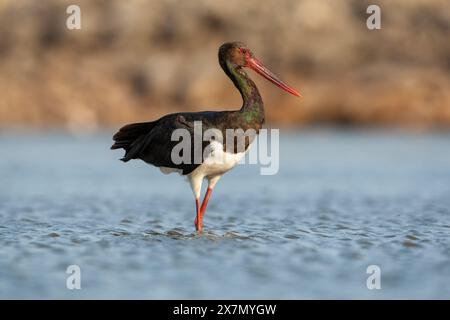 Schwarzstorch (Ciconia nigra), der in flachem Wasser nach Nahrung sucht, fotografiert in Israel Diese Wader bewohnt Feuchtgebiete, füttert Fische, kleine Tiere Stockfoto