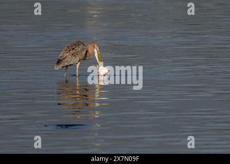 Purpurreiher (Ardea purpurea) beim Nahrungssuche. Dieser Reiher kommt in Afrika, Mittel- und Südeuropa sowie Süd- und Ostasien vor. Es steht um sich herum Stockfoto