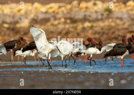 Eurasische Löffelschnabel (Platalea leucorodia) Fütterung. Fotografiert in Israel im November Stockfoto