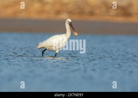 Eurasische Löffelschnabel (Platalea leucorodia) Fütterung. Fotografiert in Israel im November Stockfoto