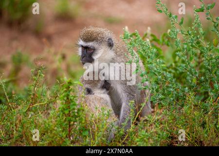 Wirbelaffen (Chlorocebus pygerythrus). Mutter und Kind diese Affen sind in Afrika heimisch. Sie kommen vor allem im südlichen Afrika vor Stockfoto