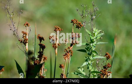 Juncus acutus, der Stachelroch, scharfer Rush oder scharfer Spitzroch, ist eine blühende Pflanze in der Familie der Einkottchen Juncaceae. Fotografiert bei der künstlichen ec Stockfoto