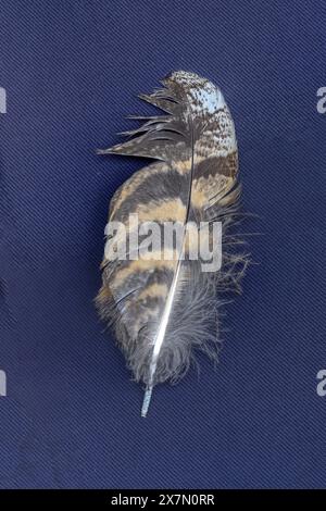 Feder einer eurasischen Uhu (Bubo bubo) auf schwarzem Hintergrund Stockfoto