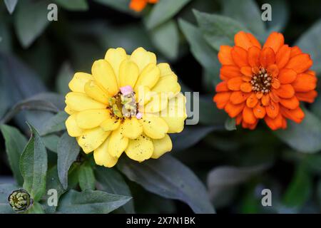 Blühende orange und gelbe Zinnia Blüten Stockfoto